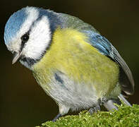 Eurasian Blue Tit