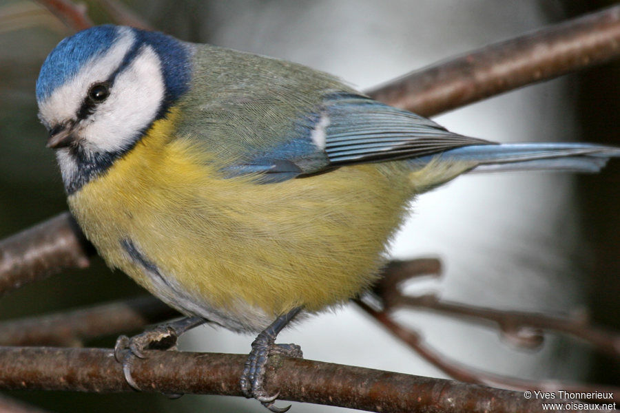 Eurasian Blue Tit