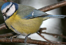 Mésange bleue