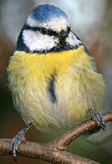 Eurasian Blue Tit