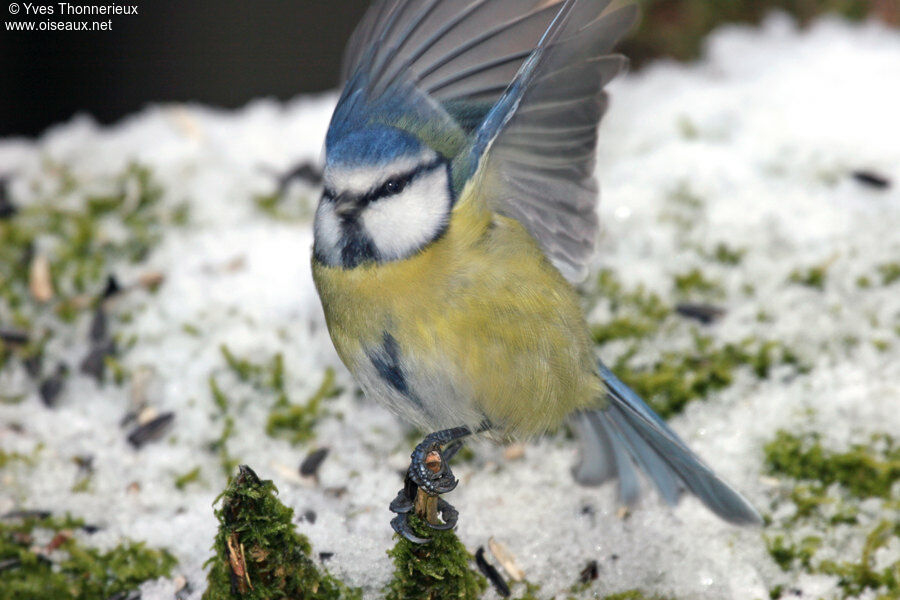 Mésange bleue