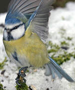 Mésange bleue