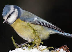 Mésange bleue