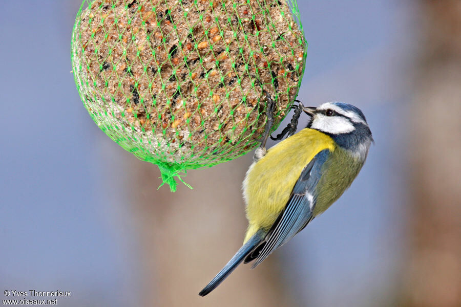 Eurasian Blue Tit