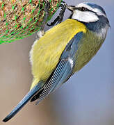 Mésange bleue