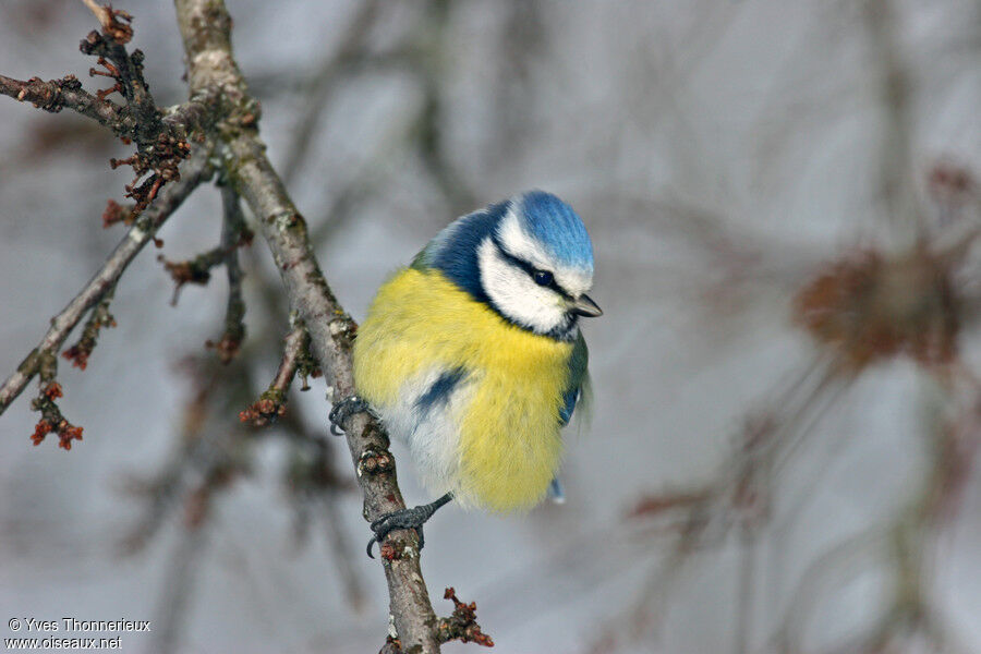 Mésange bleue