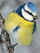 Eurasian Blue Tit