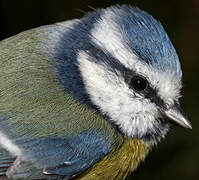 Mésange bleue