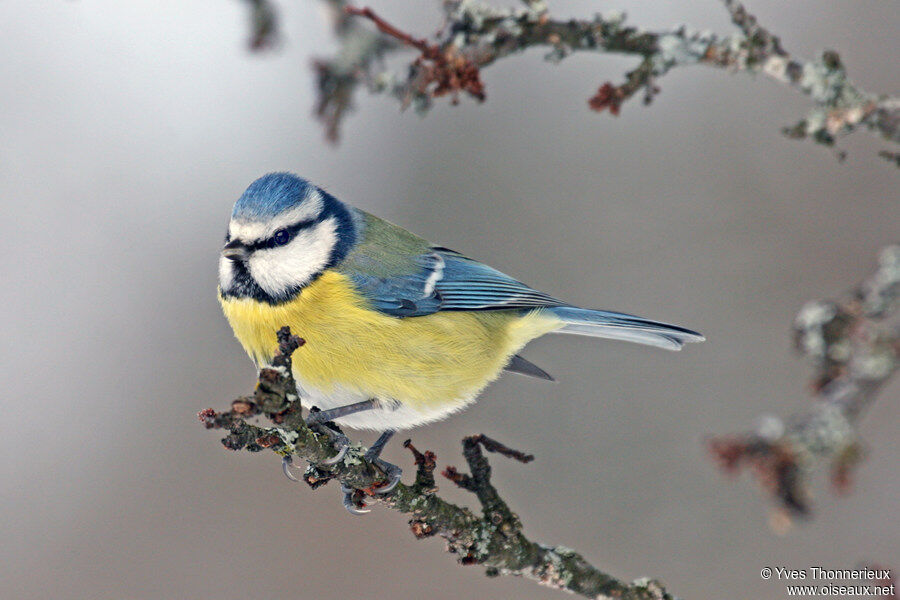 Eurasian Blue Tit