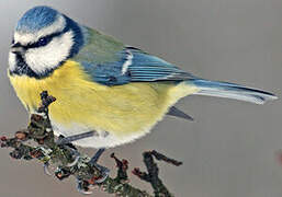 Eurasian Blue Tit