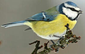 Mésange bleue