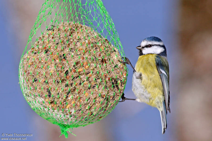 Mésange bleue