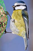 Eurasian Blue Tit