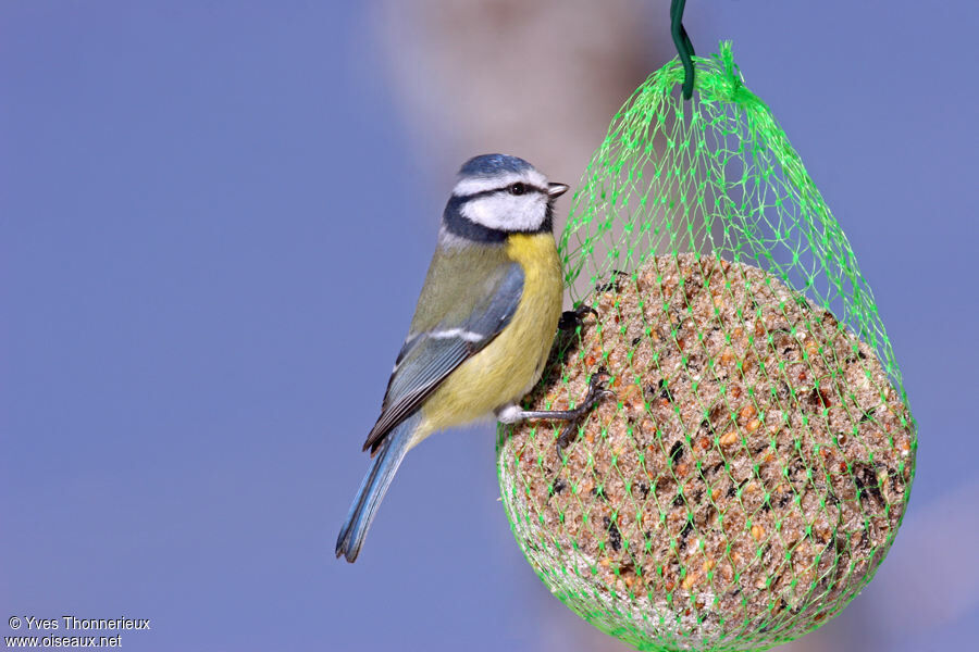 Mésange bleue