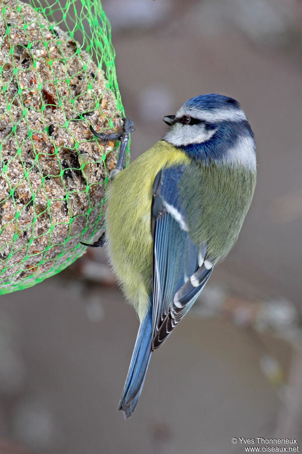 Mésange bleue