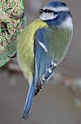 Eurasian Blue Tit