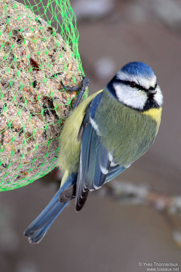 Mésange bleue