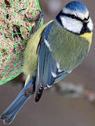 Mésange bleue