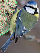 Mésange bleue