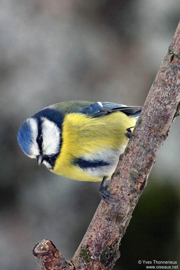 Mésange bleue