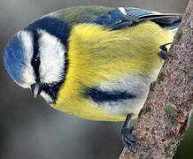 Eurasian Blue Tit