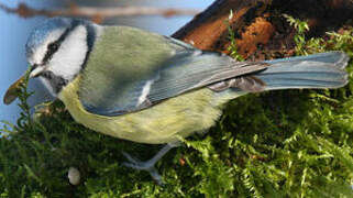 Mésange bleue