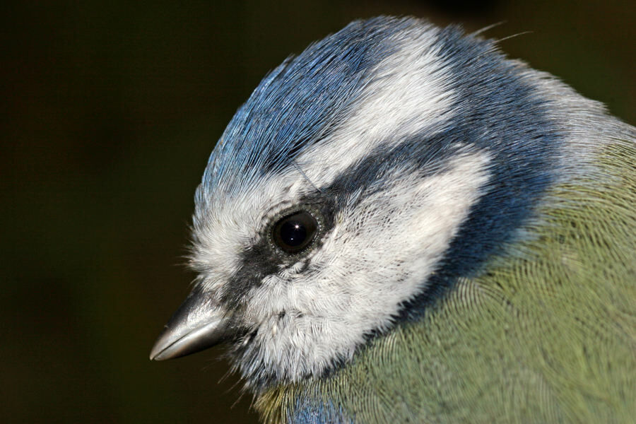 Mésange bleue