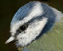 Mésange bleue