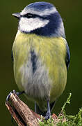 Eurasian Blue Tit