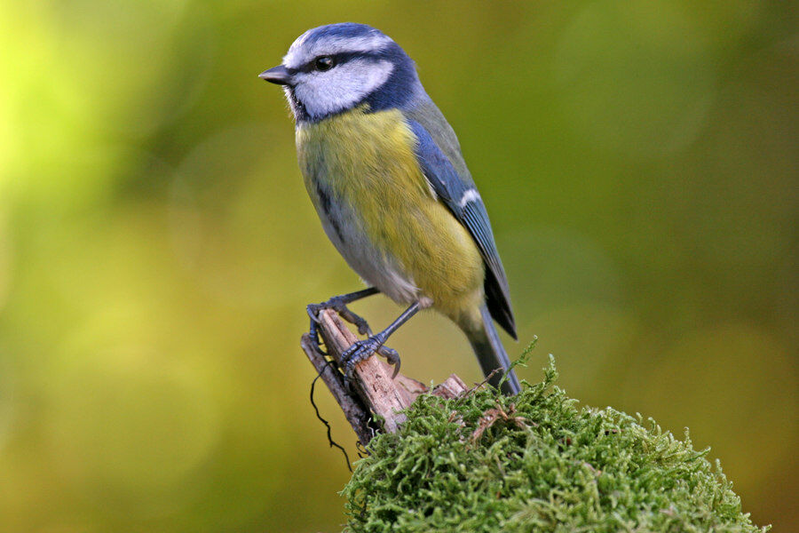 Mésange bleue