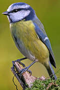 Mésange bleue