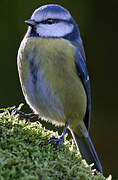 Eurasian Blue Tit