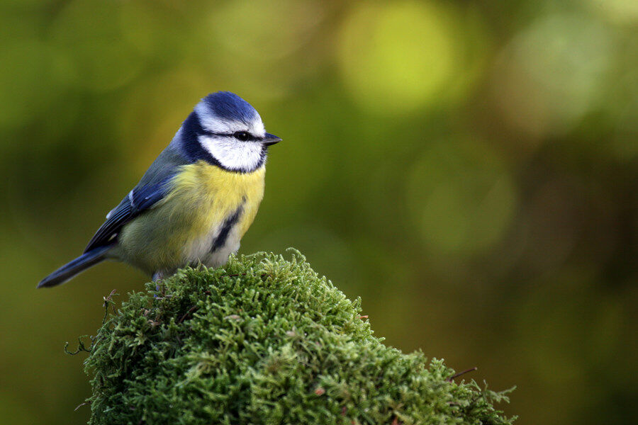 Mésange bleue