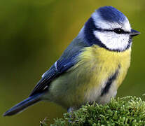 Eurasian Blue Tit