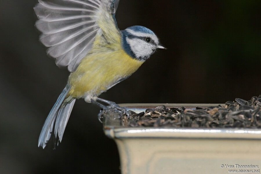 Mésange bleue