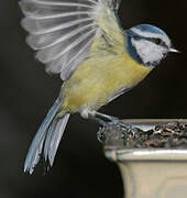 Eurasian Blue Tit