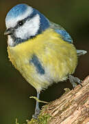 Eurasian Blue Tit