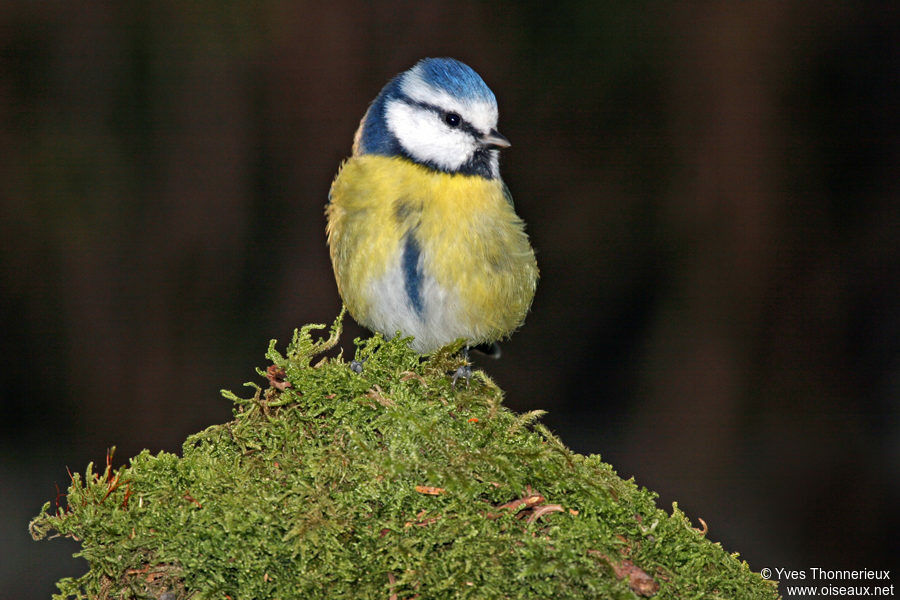 Eurasian Blue Tit