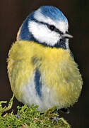 Eurasian Blue Tit