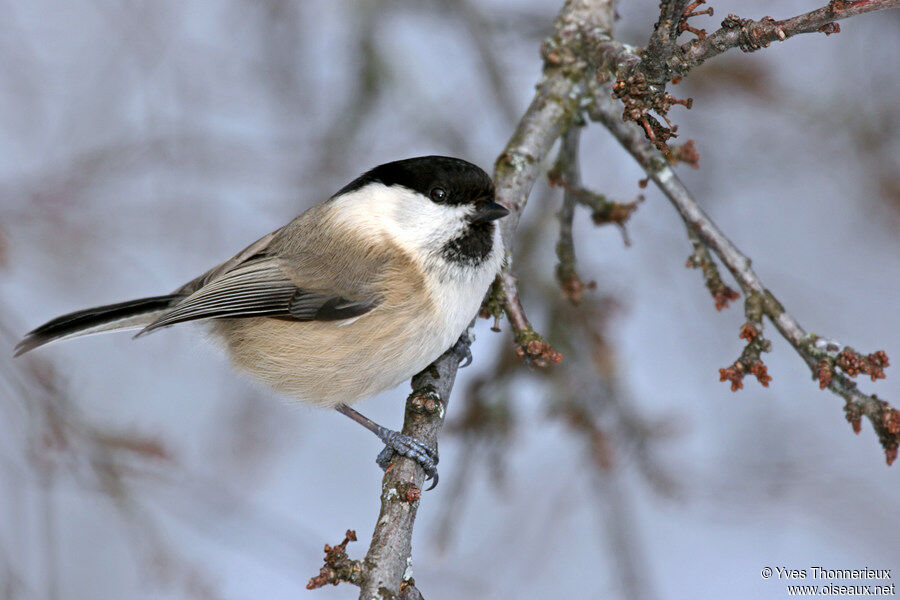 Willow Tit