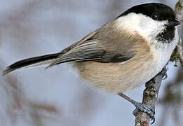 Willow Tit