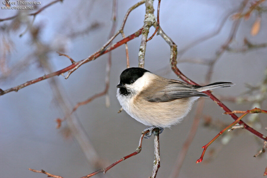 Willow Tit