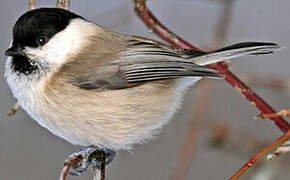 Willow Tit