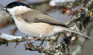 Willow Tit