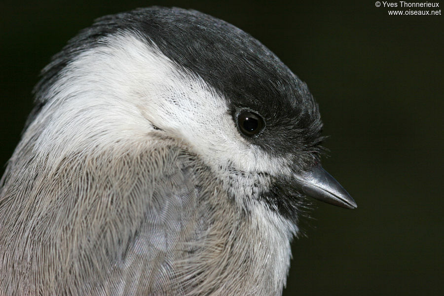 Mésange boréaleadulte