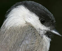 Willow Tit