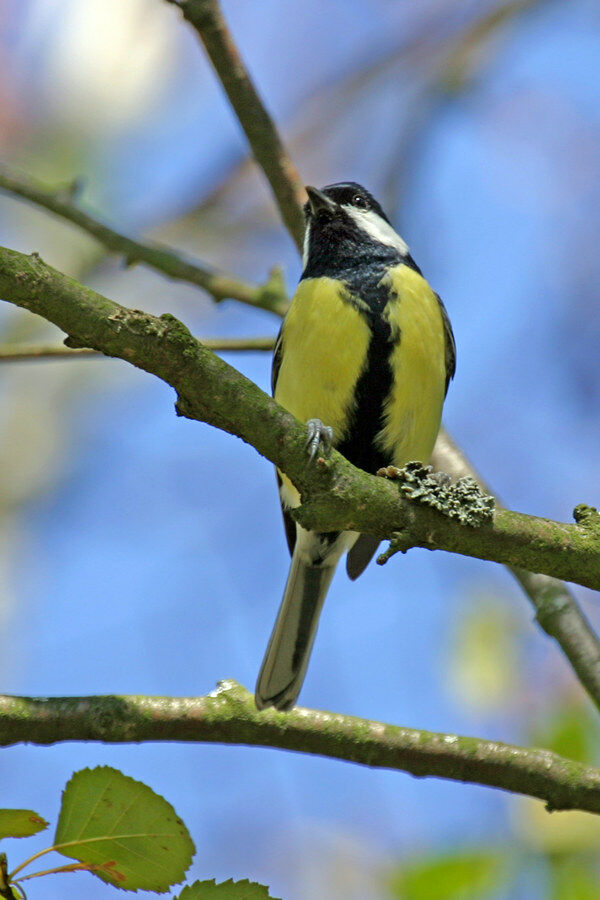 Mésange charbonnière