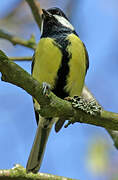 Great Tit