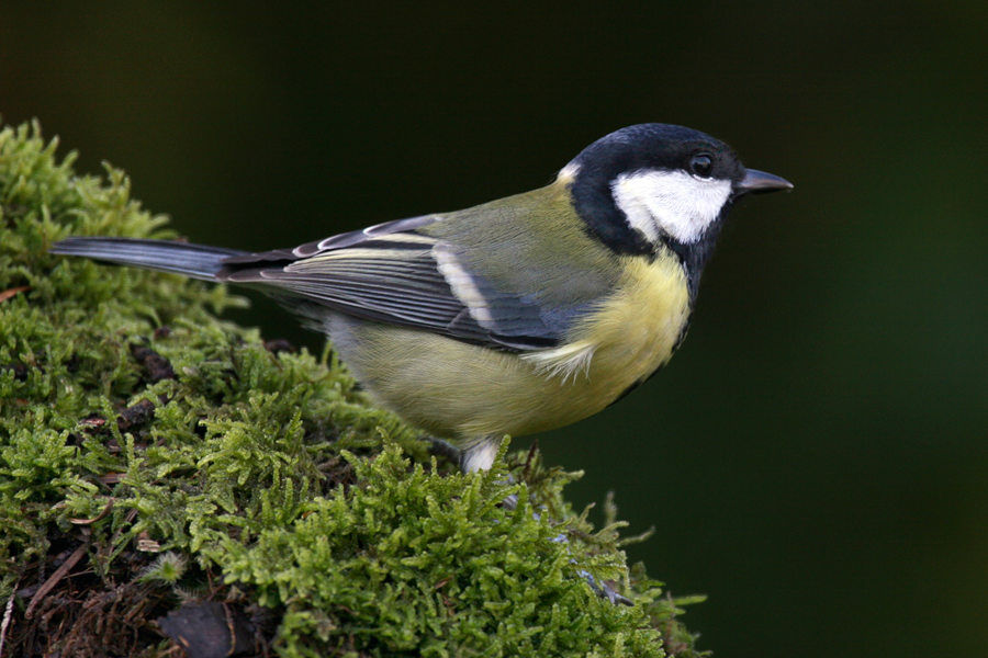 Great Tit