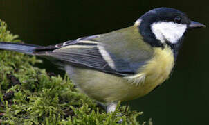 Great Tit